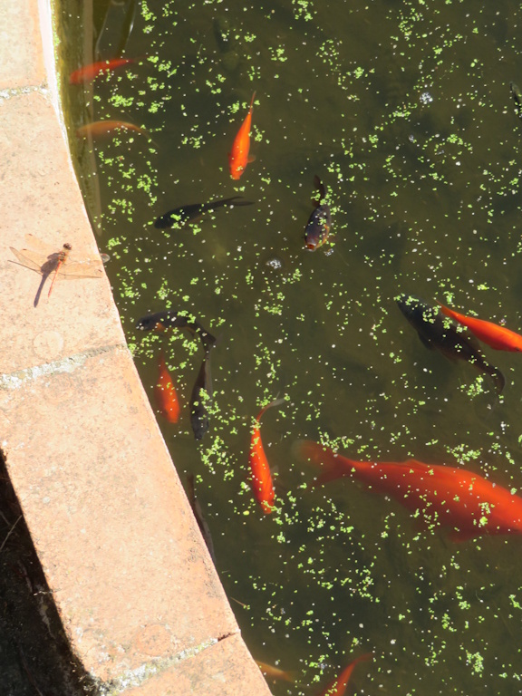 Felixstowe - Sea Front Gardens