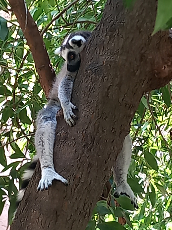 BIOPARC Valencia - Lemur catta