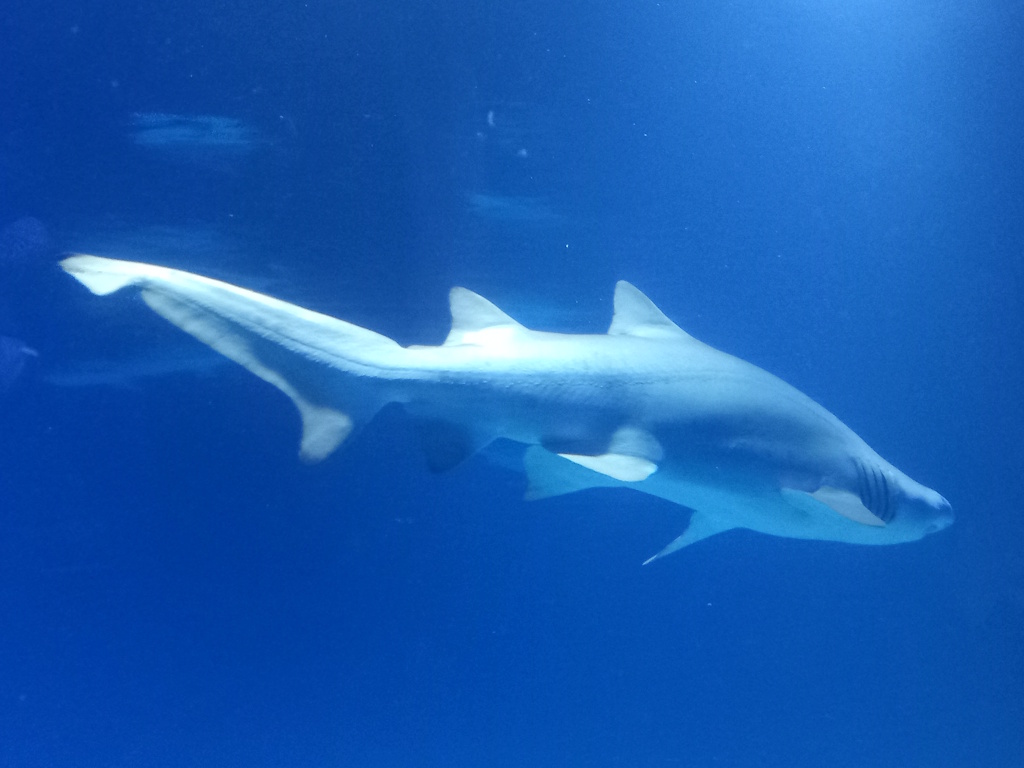 Oceanogràfic València