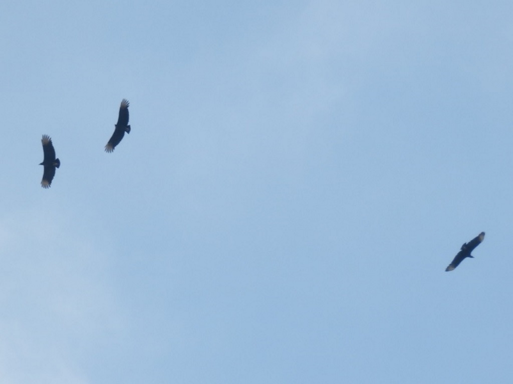 Rio de Janeiro - Coragyps atratus