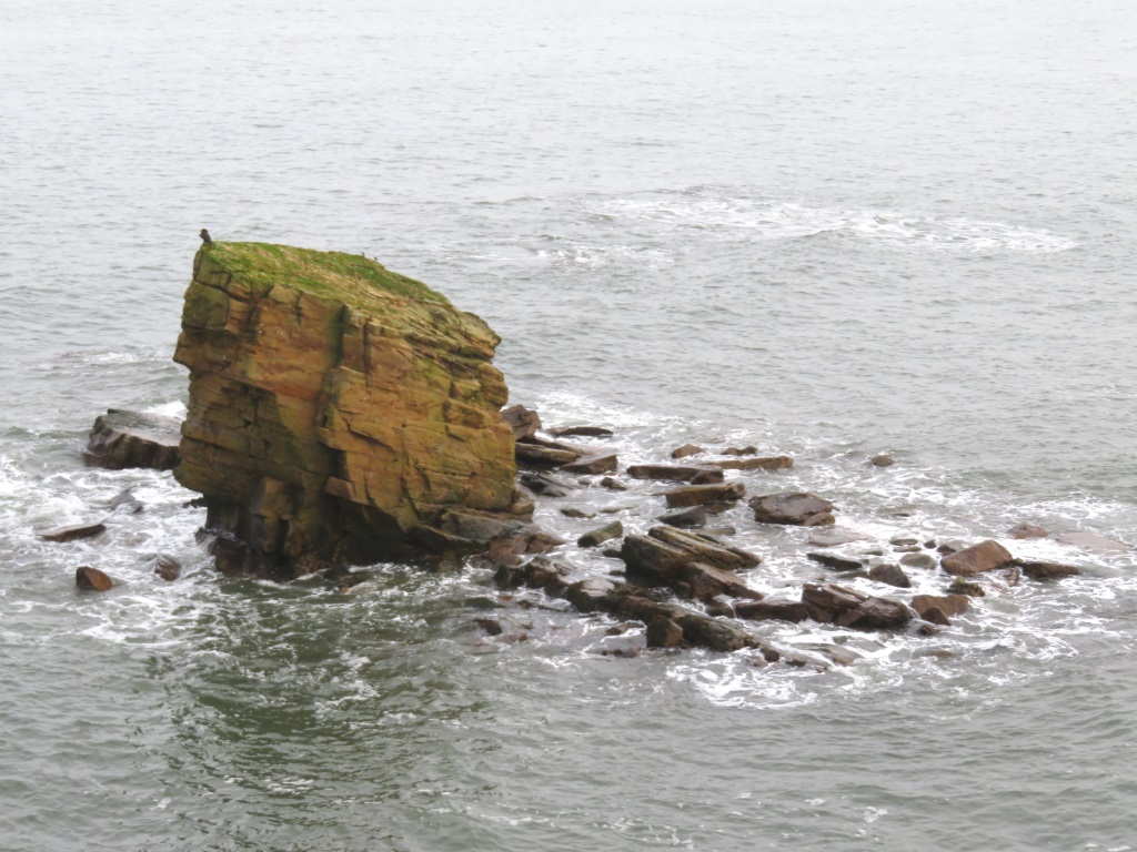 Seaton Sluice - Charlie's Garden
