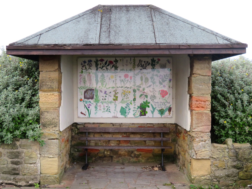 Seaton Sluice - 'Plants that heal'