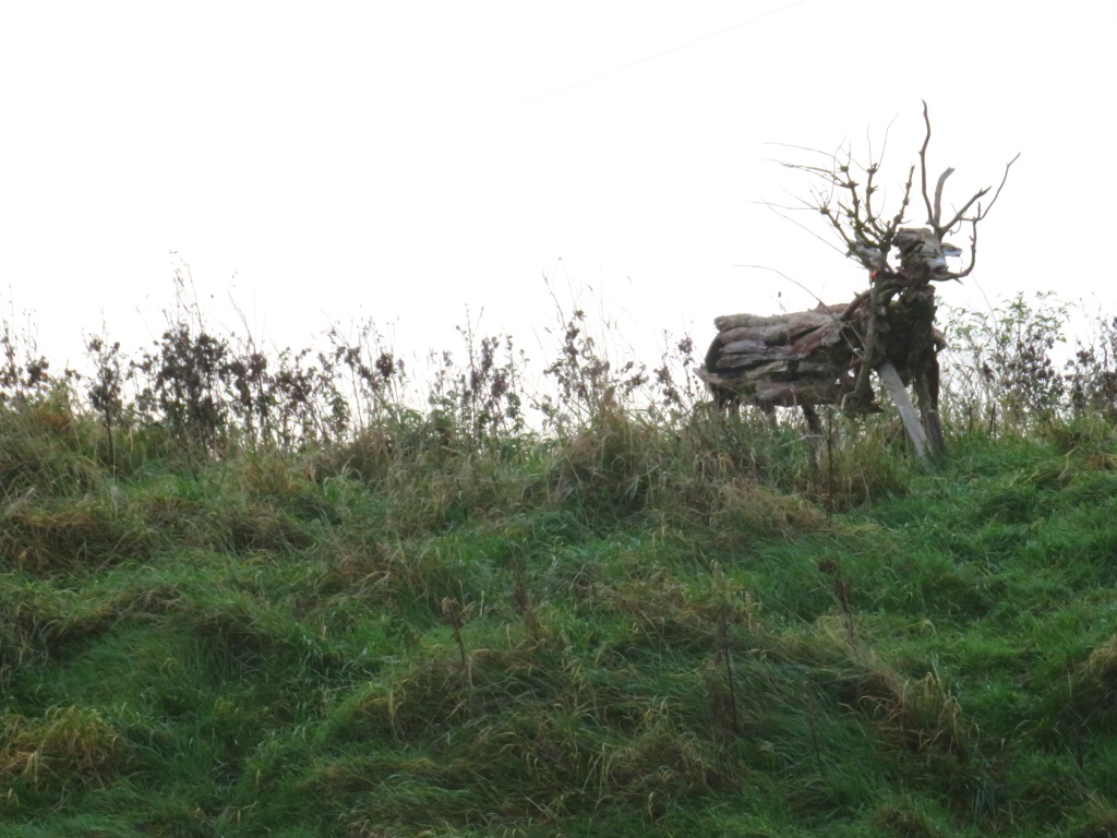Near Seaton Sluice - Cervus elaphus