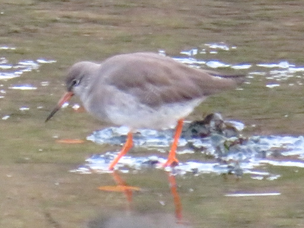 Near Seaton Sluice - Tringa totanus?