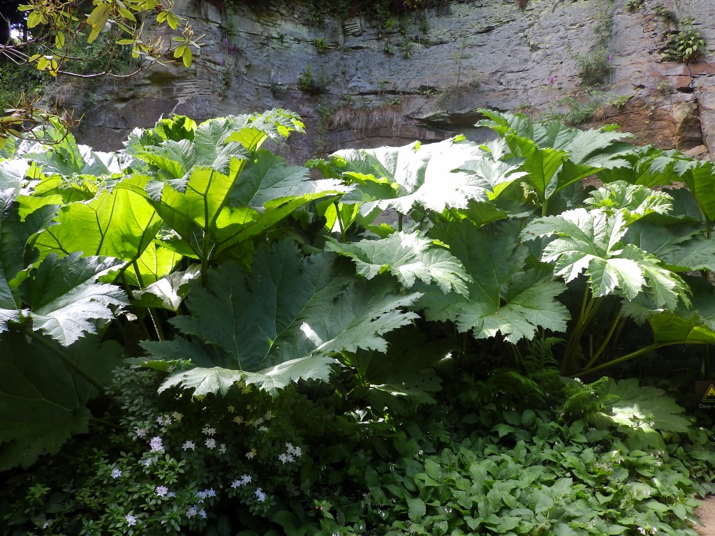 Belsay Hall - Quarry Garden