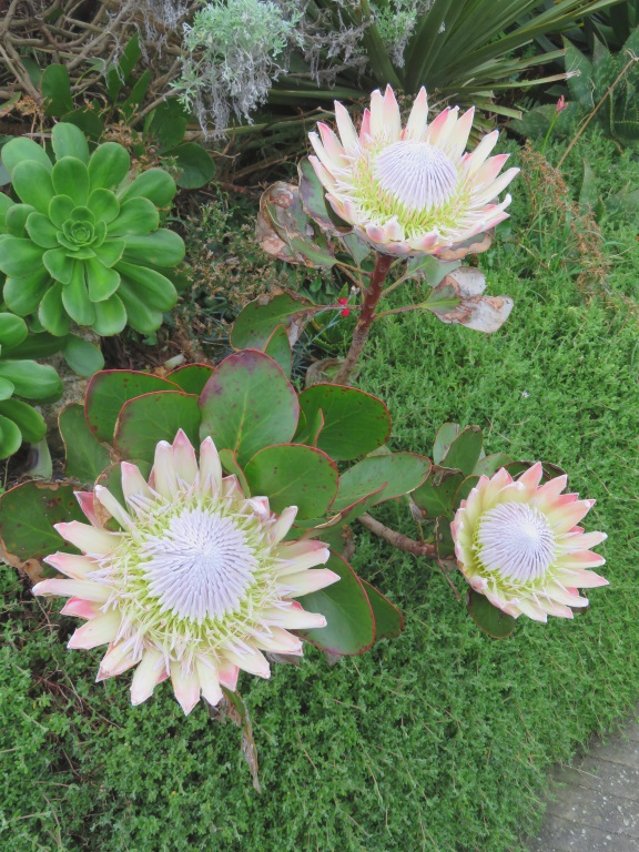 Minack Theatre Gardens