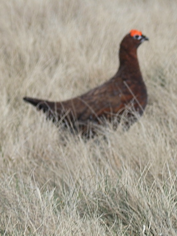 Near Rookhope - Lagopus lagopus